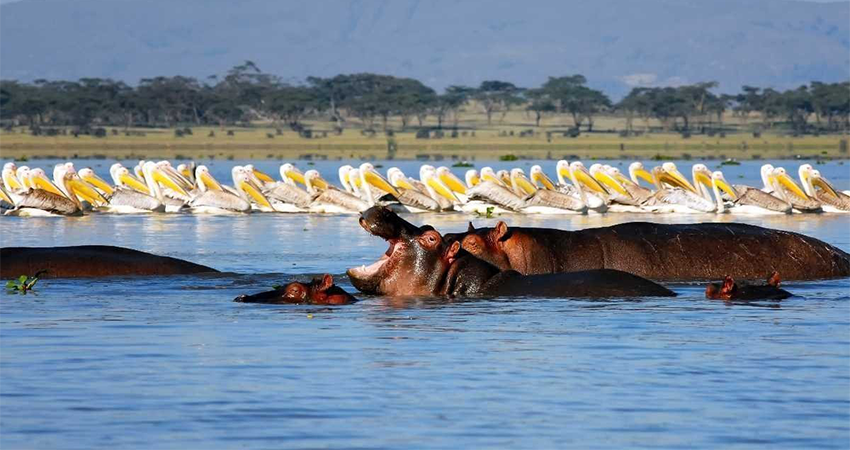 10-days-kenya-wildlife-safari-adventures-1
