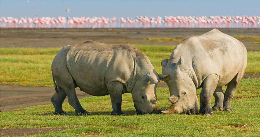 3-days-lake-nakuru-national-park-safari-1