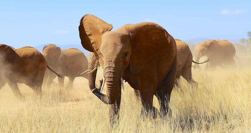 3-days-samburu-national-reserve-safari-1