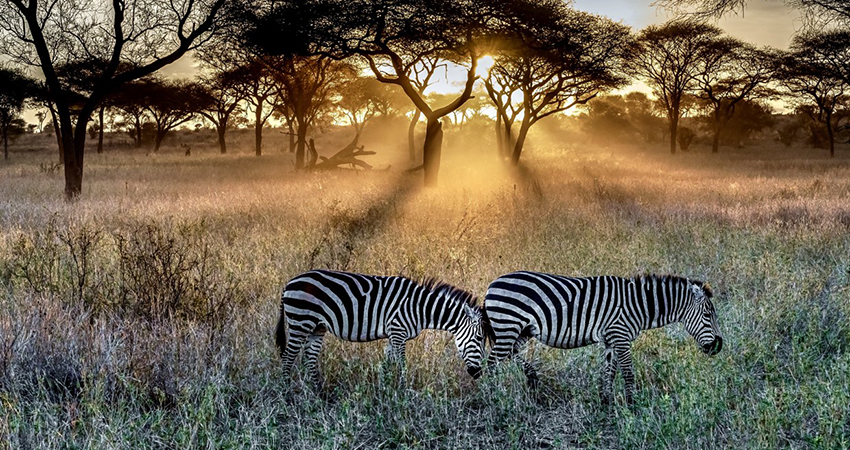3-days-serengeti-national-park-safari-2