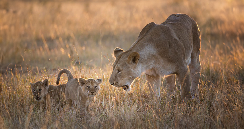 4-days-masai-mara-lake-naivasha-safari-1