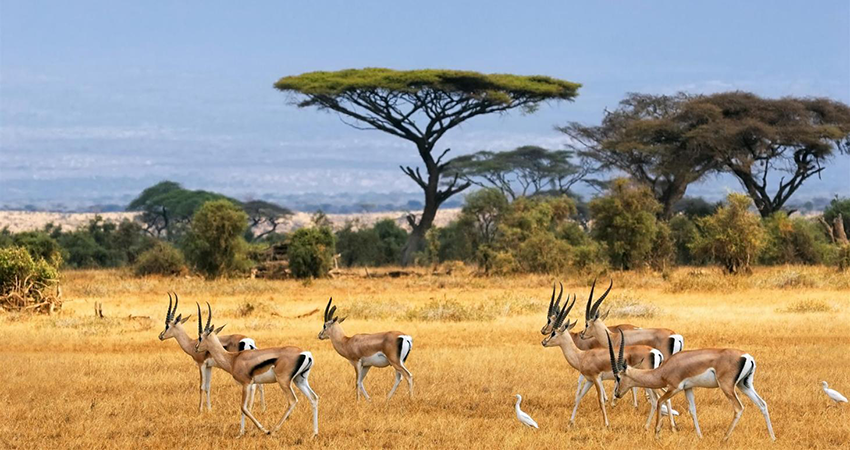 4-days-masai-mara-lake-nakuru-family-safari-1