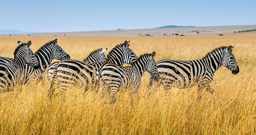 4-days-tarangire-ngorongoro-crater-lake-manyara-safari-2