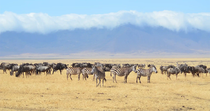 5-days-amboseli-lake-naivasha-masai-mara-safari-1