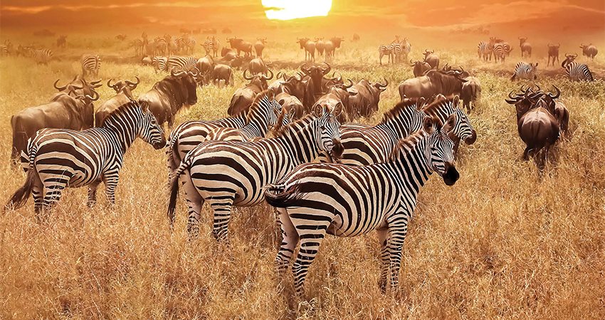 5-days-lake-manyara-ngorongoro-crater-serengeti-safari-1