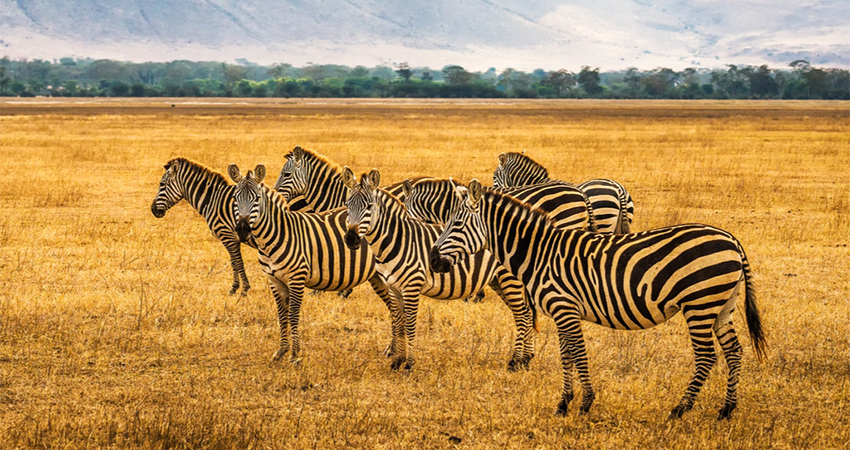 5-days-lake-manyara-ngorongoro-crater-tarangire-safari-1
