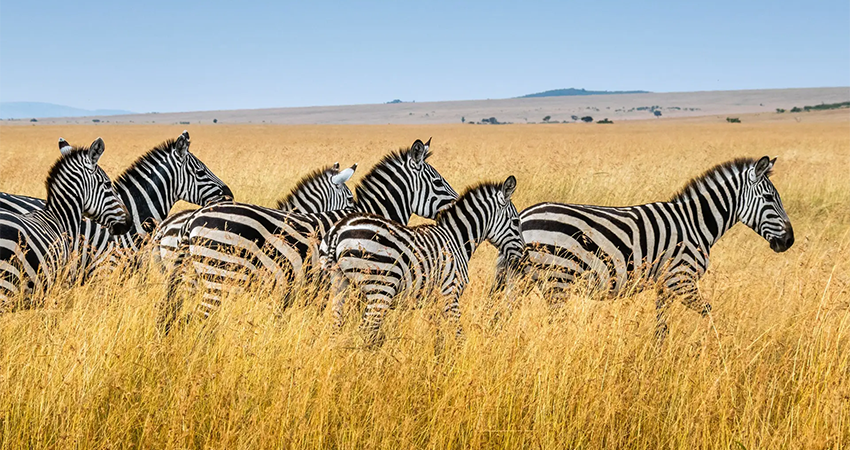 5-days-masai-mara-lake-nakuru-ol-pejeta-conservancy-tour-1