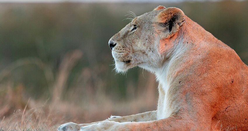 6-days-amboseli-aberdares-lake-nakuru-masai-mara-safari-1