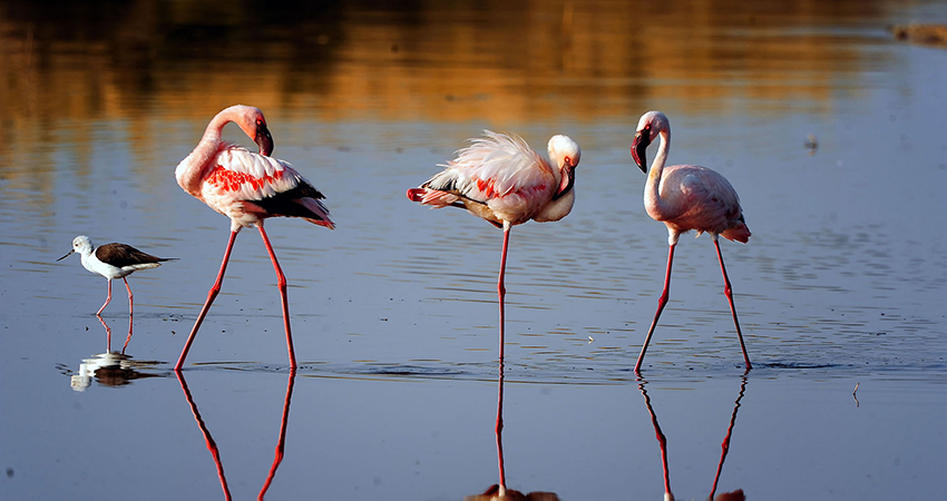 6-days-best-of-tanzania-adventure-safari-1