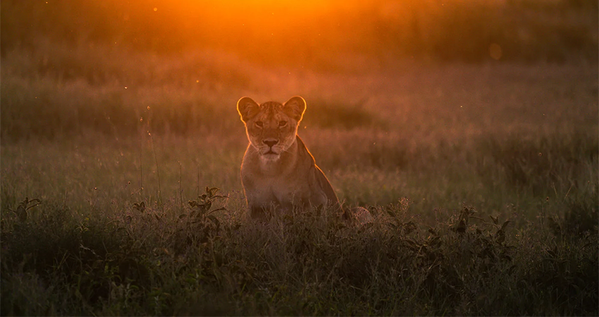 6-days-lake-manyara-ngorongoro-crater-serengeti-safari-1