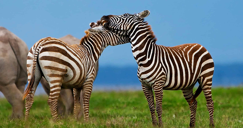 6-days-masai-mara-lake-naivasha-lake-nakuru-amboseli-luxury-safari-1