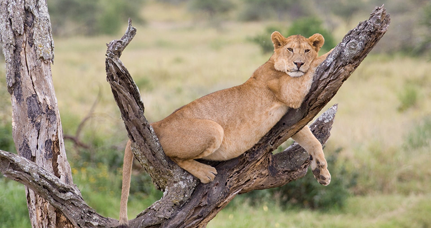 7-days-lake-manyara-serengeti-ngorongoro-tarangire-safari-1