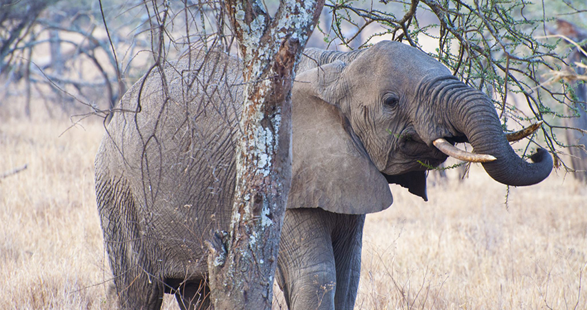 8-days-aberdares-samburu-sweetwaters-lake-nakuru-masai-mara-luxury-safari-1