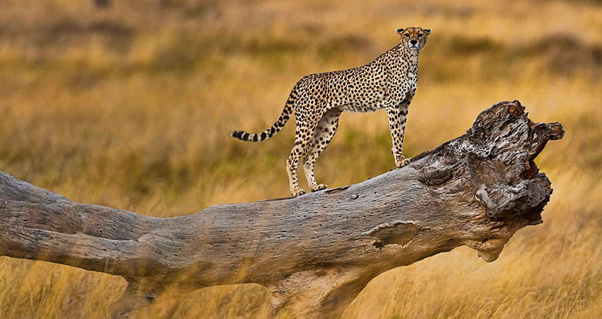 8-days-lake-manyara-serengeti-ngorongoro-safari-1