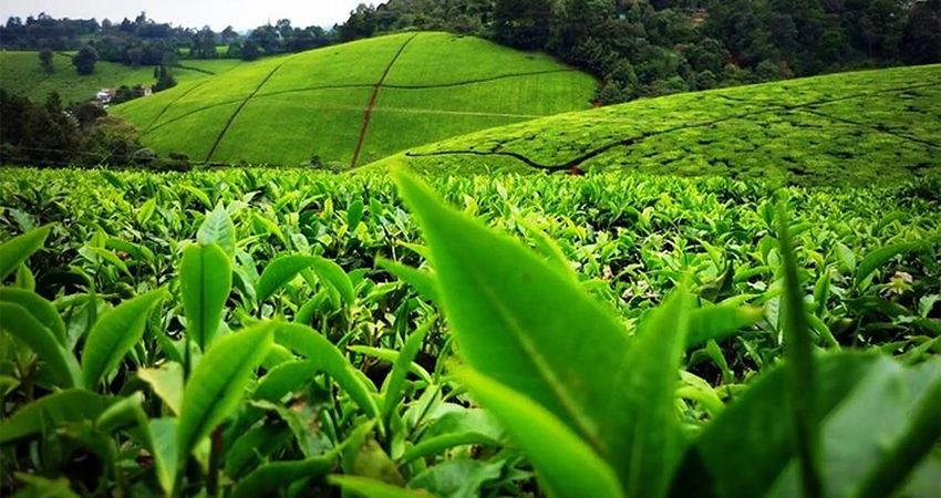 nairobi-tea-farm-private-tours-2