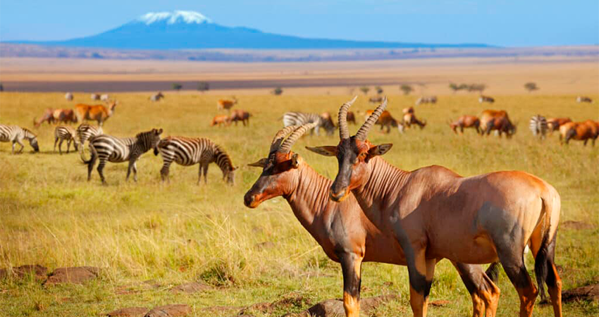 10-days-kenya-tanzania-amazing-wildlife-safari-1