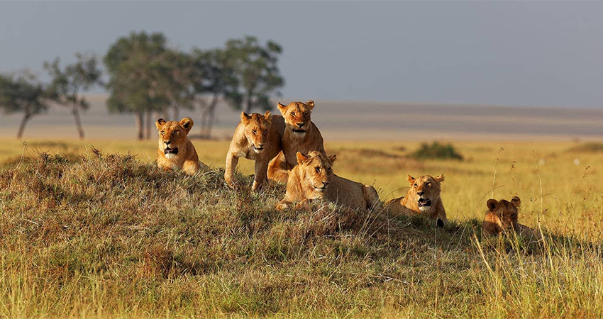 12-days-kenya-tanzania-wildlife-safari-1