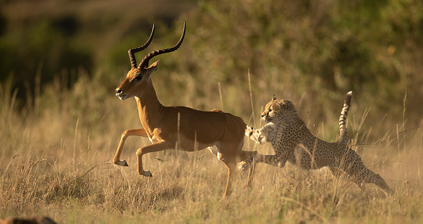 7-days-lake-nakuru-masai-mara-serengeti-ngorongoro-crater-safari-1