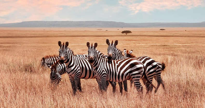 8-days-masai-mara-lake-nakuru-serengeti-ngorongoro-crater-safari-1