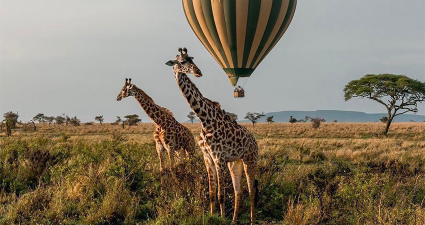 9-days-masai-mara-lake-nakuru-amboseli-serengeti-ngorongoro-crater-safari-1
